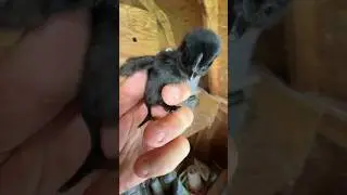 Moving New Chicks to the Brooder!