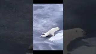 Funny Animal Memes 83