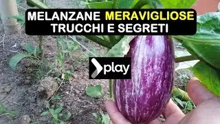 MELANZANE MERAVIGLIOSE TRUCCHI E SEGRETI