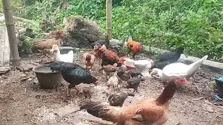 Cara Ternak Ayam, Bebek