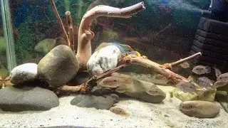 Оформление Аквариума Морские камни  , коряги  , песок в моём аквариуме