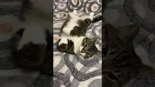 Мурзик наелся сметаны и спит 🌙✨😴