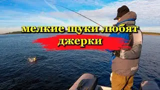 Мелкие ЩУКИ любят ДЖЕРКИ/сезон 2024