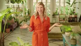 Plants 