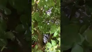 Денежные деревья огромные, угадаете цену в магазине?