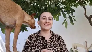 Нашла первого ёжика, клещи в Турции. Засняла землетрясение и не поняла