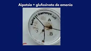 Aipatsias expuestas a glufosinato de amonio 33,3g/L