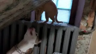 Стафф убийца vs Кот. борьба за территорию))