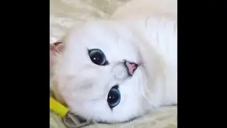 El gato más guapo del mundo