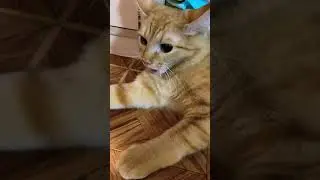 Кошка дышит по собачьи 