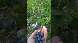 Июль 2023. Беларусь