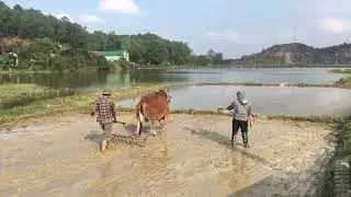 Không Khí Nhộn Nhịp Những Ngày Cuối Năm Ở Ngoài Đồng Ruộng | Anh Gồ Vlogs