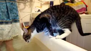 Кот Кирюша с бодуна
