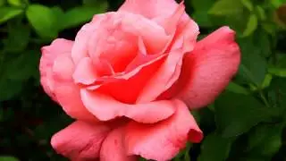 Хорошая русская музыка и цветы онлайн