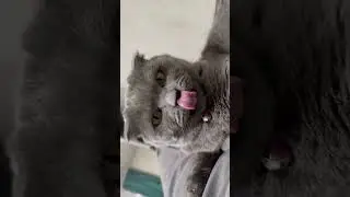 #приколы #кошки