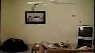 Ceiling Fan Cat
