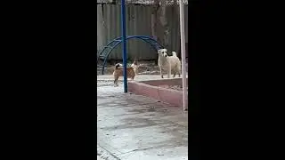 Собака защищает кошку от другой собаки