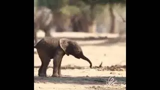 First step of new born elephant🐘 🥺🥺🥺 #shots