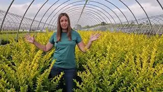 Ligustrum x vicaryi