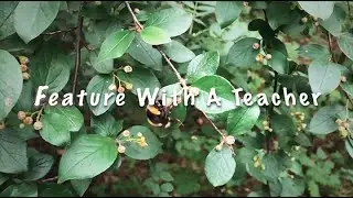 Feature With a Teacher - Ms Rohlfing