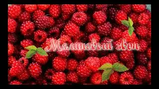 Малиновый звон. Песни под гармонь любимую