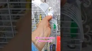 Можно ли волнистому попугаю куриное яйцо? 🥚 