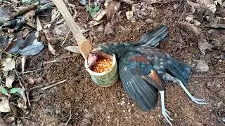 Create amazing bamboo traps to catch wild chickens in the forest effectively