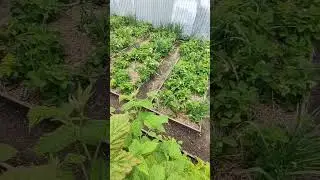 БЮДЖЕТНО ОГОРОД 🍓🥔🌿🍅🫑🌶️🧅🧄🥕🚿🌿🪣💯...
