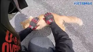 Неравнодушные мотоциклисты и животные на дороге подборка