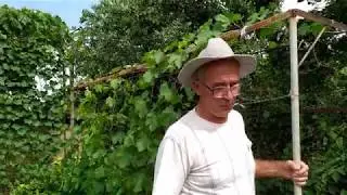 Choosing the size of a single-plane trellis for growing grapes