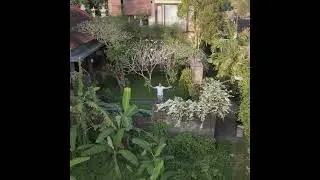 Bali Travel Videos Coming Soon #shorts #bali #baliindonesia #ubud