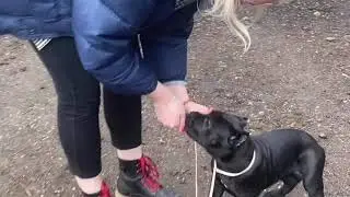 МарТина Из СА! Щенок кане корсо 2,5 месяца, первое занятие хендлингом!