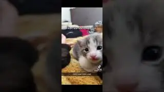 fart learned how to loaf fart loaf fart loaf