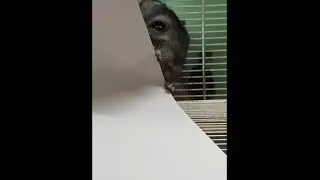 Утро Шуши