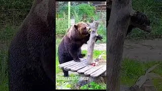 Танец маленьких утят🐻🐤/Bear Mansur #авиамедведь #медведьмансур