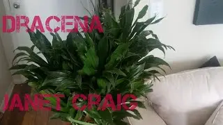 Dracena Janet Craig | Best low maintenance houseplant