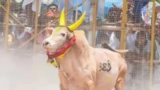 👿💥வளரி மஞ்சுவிரட்டு காளை | valari Jallikattu kalai video 2025 