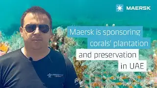 Coral plantation and preservation in the United Arab Emirates