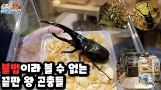 국내에서 불법이라 키우지 못하지만 여기는 외국 곤충이 가득하네요 ㄷㄷ
