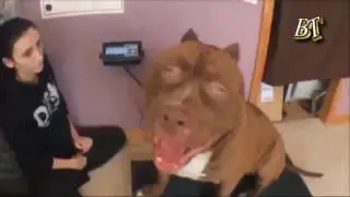 ЖЕСТЬ !!!ОГРОМНЫЙ БУЛЬДОГ НАПАЛ НА ДЕВУШКУ