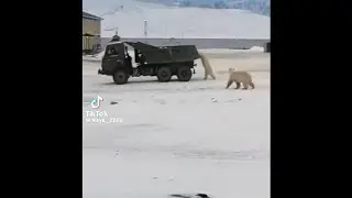 Семья белых медведей служит на военной базе МО России?