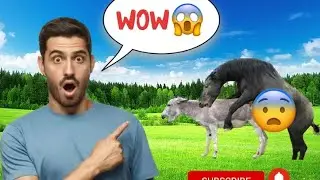 📹 Encuentro de primavera con yeguas Cavalos horses →