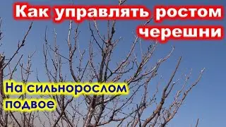 Как УПРАВЛЯТЬ РОСТОМ ЧЕРЕШНИ на сильнорослом подвое