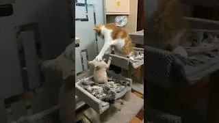 Два бандита. Шон и Никки