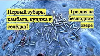 Первый зубарь, камбала, кунджа и селедка! Три дня на безлюдном озере.
