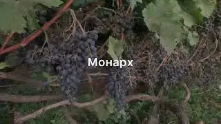 #ВиноградникЕлисеевых Монарх