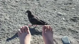 Training a feral pigeon to peck at a target (part 3)