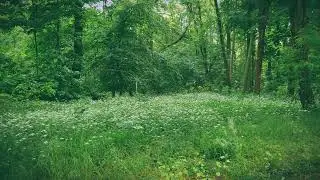 Tranquility Relaxing Forest Meditation for Instant Calm  #nature #video #forestsounds #naturesounds
