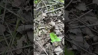 Сморчки конические (коники)
