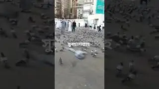 আল্লাহর ঘরের আশেপাশের দৃশ্য #কবুতর #reels